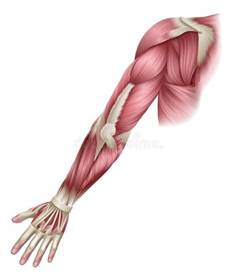 Muscoli Del Braccio Illustrazione Anatomica Del Corpo Umano