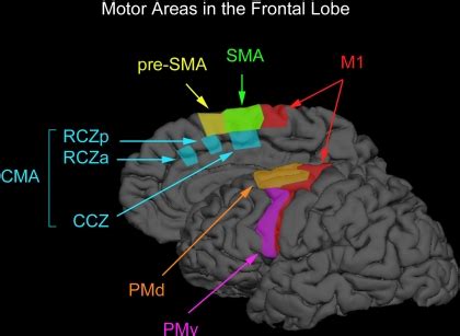 Supplementary Motor Area Mri