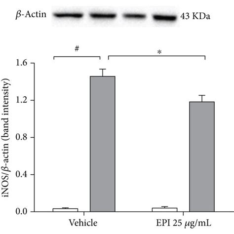 Effect Of Epi In Lps Induced Inos Expression In Microglia Bv 2 Cells