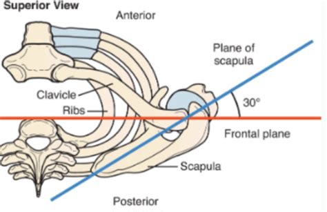 Shoulder Kines Flashcards Quizlet