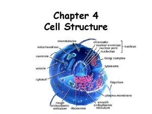 Cells Ch All Organisms Are Made Of