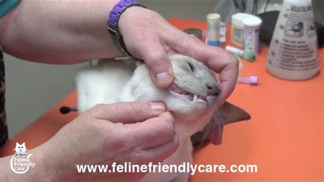 Cat Vet Tutorial Part 1 Conducting A Physical Examination Youtube