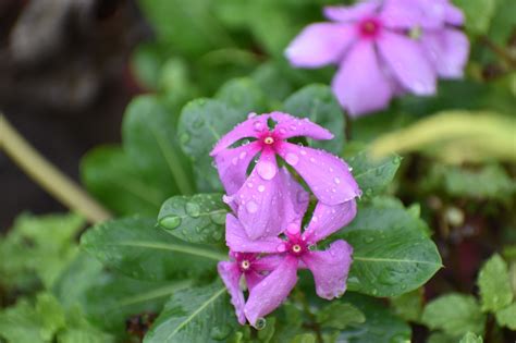 Vinca Rosea Flower