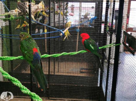 King Parrot Breeding Bonded Pair in Gants Hill on Freeads Classifieds ...