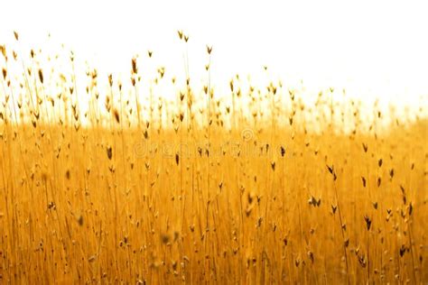 Field Of Yellow Grass At The Sunset Stock Image Image Of Beautiful Ecology 142185081