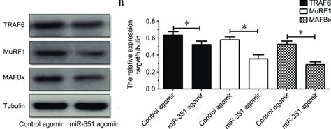 A Western Blot And B Quantification Showing The Protein Expression