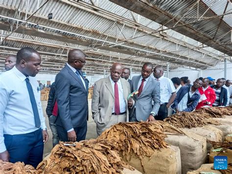 Malawian Tobacco Farmers Optimistic As Prices Get Better Xinhua