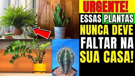 Urgente N O Deixe Essas Plantas Faltar Na Sua Casa Plantas Que Atraem