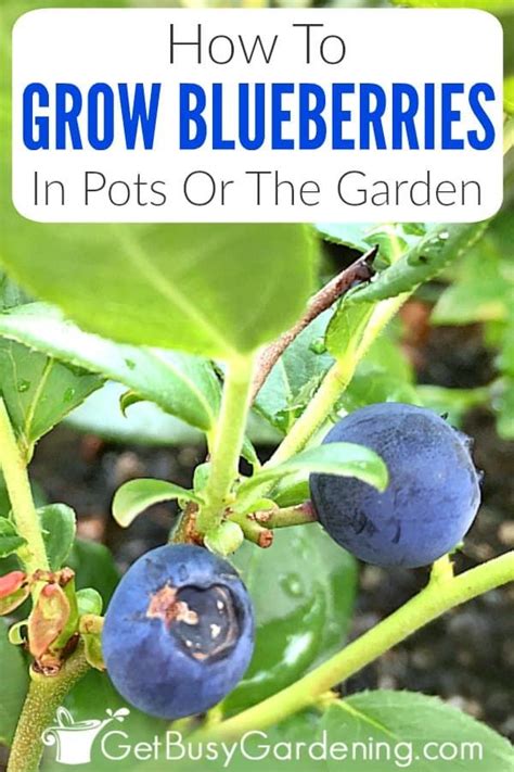 Growing Blueberries For Beginners At Douglas Kim Blog