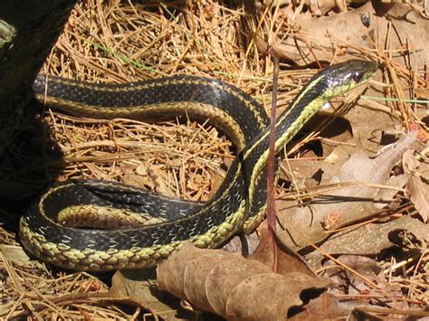 Eastern Ribbonsnake Project Noah