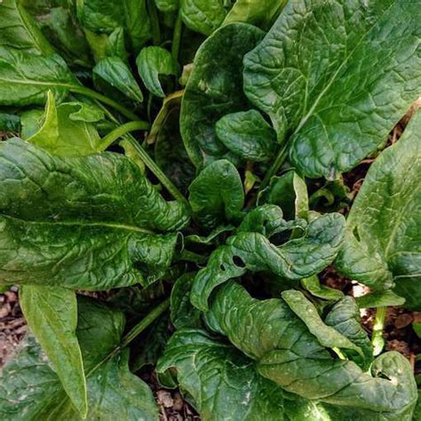 Spinach Matador Meraki Seeds