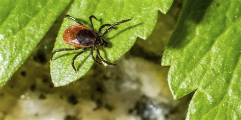 7 Effective Ways To Keep Ticks Out Of Your Yard