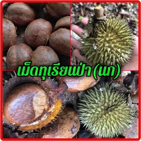 เม็ดเมล็ดทุเรียนป่าทุเรียนนก (1กิโล) | Shopee Thailand