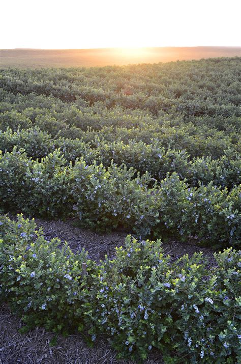 The Irresistible Blueberry Farm 7