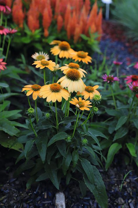 Coneflower Pollynation Yellow Wh Perron