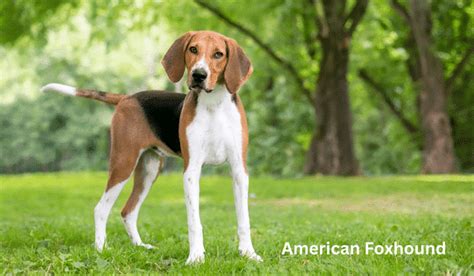 9 giống chó có ngoại hình giống chó Beagle - Mèo nhập khẩu