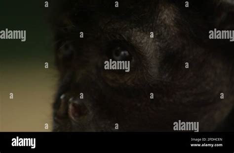 Monkey eyes close up Stock Videos & Footage - HD and 4K Video Clips - Alamy