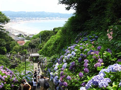 Hydrangea Temple Gardens In Kamakura Places To See Temple Gardens