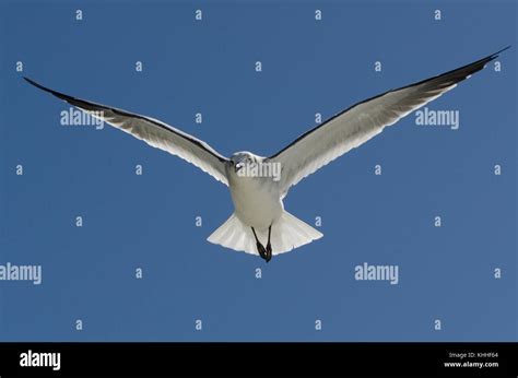 Laughing Gull In Flight Stock Photo Alamy