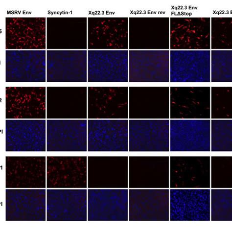 Immunofluorescence Analysis Of Hela Cells Transiently Transfected With