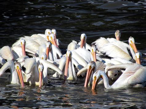 american white pelicans   brown pelican  div flickr