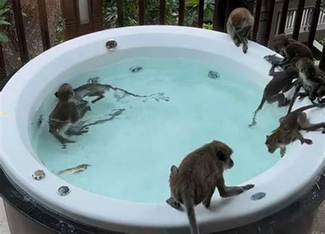 Monkeys party in hot tub at luxury resort in Krabi, Thailand | Thaiger