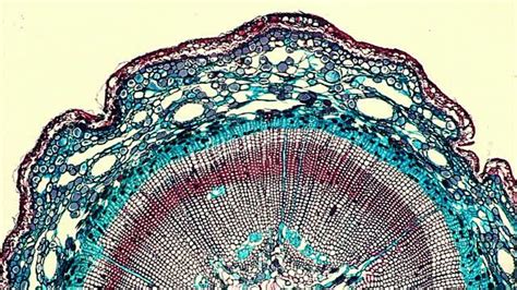 Pine Stem Under Microscope Vegetal Cellular Pattern Under Normal