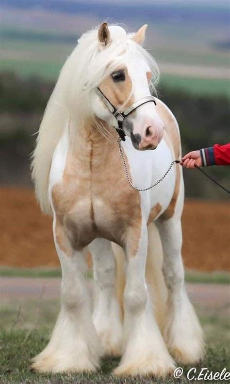 Pin by Dimitra Samanta on Ζώα | Horses, Rare horses, Clydesdale horses