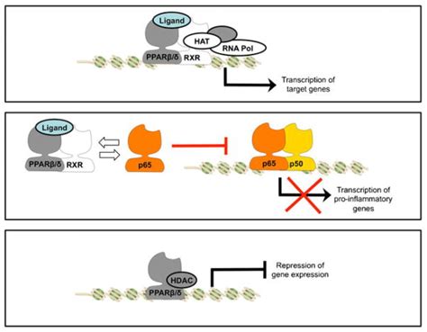 Dissecting The Role Of Peroxisome Proliferator Activated Receptor βδ