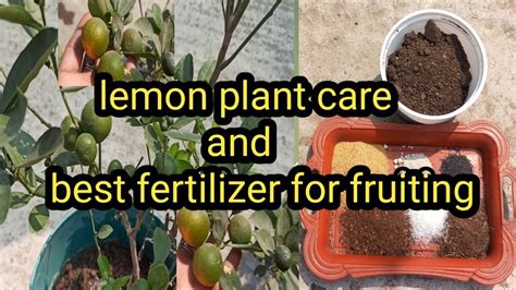 Care Tips Of Lemon Plant And Best Fertilizer For Maximum Fruiting In