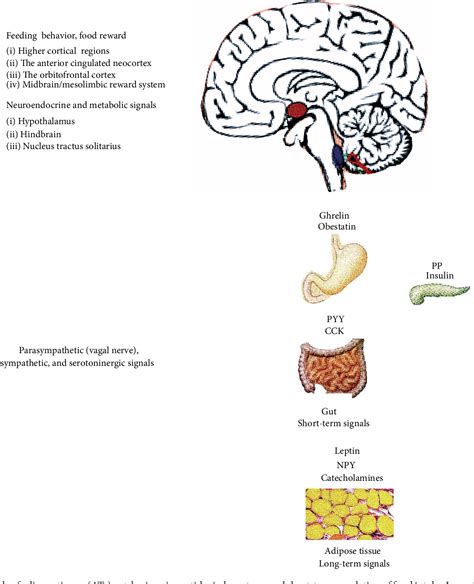 Figure 1 from The Role of “Mixed” Orexigenic and Anorexigenic Signals and Autoantibodies ...