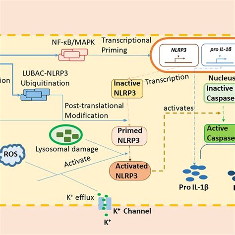 NLRP3 Inflammasome Signalling Cascade This Cascade Is Separated Into