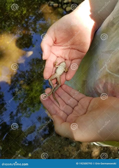 Child`s Hands Holding Hypnotized Frog Stock Image Image Of Young