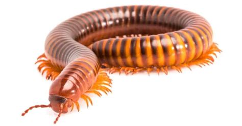 How Many Legs Does a Millipede Have? - A-Z Animals