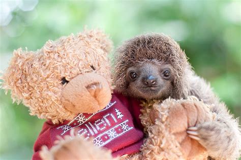 We Can Barely Handle These Unbelievably Cute Photos Of Rescued Baby Sloths