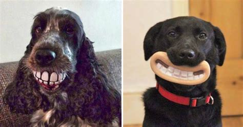 25 Dogs Who Don't Realise How Ridiculous They Look With Their Favorite ...