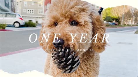 One Year With Our Mini Goldendoodle Through The Months F1b Mini