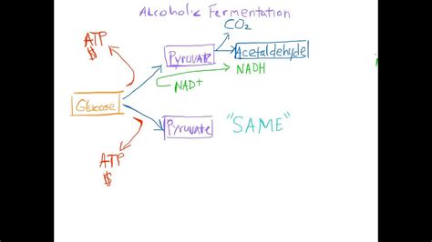 Diagram Of Alcoholic Fermentation