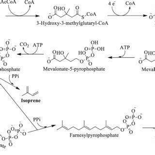 Pathway showing isoprene and farnesene biosynthesis. PPi is ...