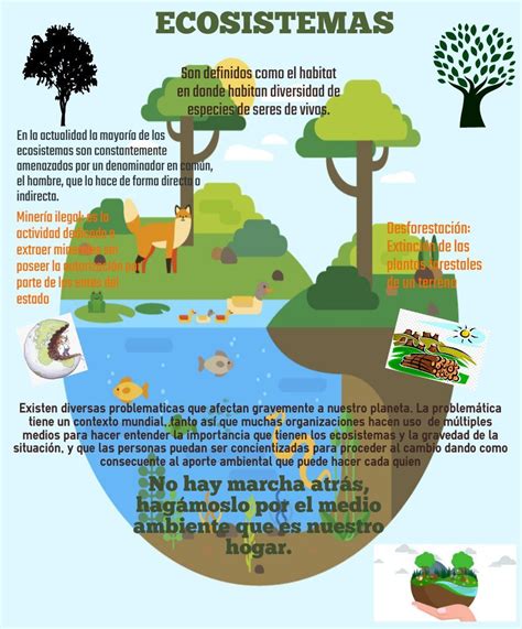 Infografia De La Composicion De Un Ecosistema Ecosistemas Tipos De