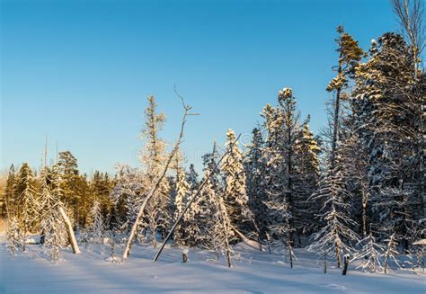 The Edge of the Taiga of Western Siberia in the Rays of a Winter Sunset ...