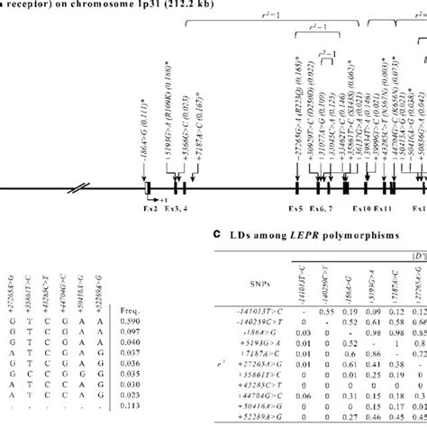 A C Gene Map And Haplotypes Of The Leptin Receptor Gene Lepr Black