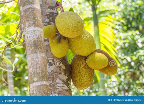 Árbol De árboles Del Pan En La Selva La Fruta En Imagen De Archivo