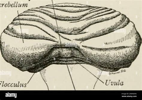 Flocculus hi-res stock photography and images - Alamy