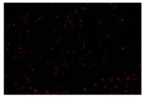 Granzyme B D E W Co Signalstar Oligo Antibody Pair Cell