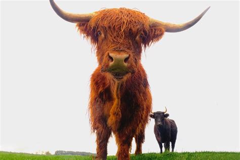 La Faune Ecosse Royaume Uni