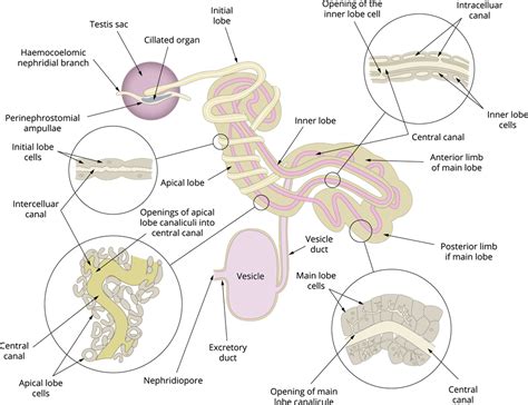 Organ Systems Of Leech — Lesson Science State Board Class 10