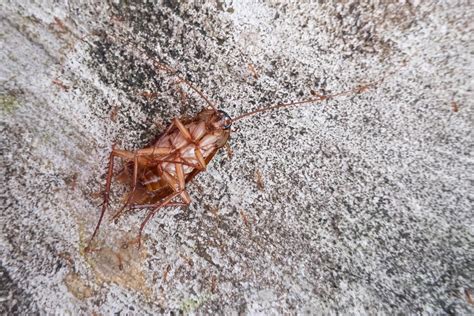 le cafard sur le sol en béton est mort du venin d'insecte et a été ...