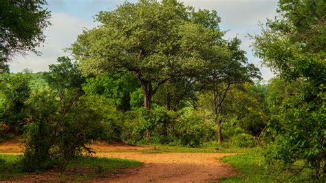 Bushveld Roads – Bushpics