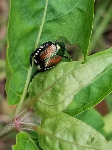 They’re Back! Japanese Beetles in Your Garden – Center for Urban ...